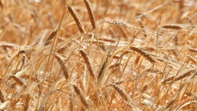 Avrupa'daki aşırı sıcak ve kuraklık, yaz hasadını düşürdü