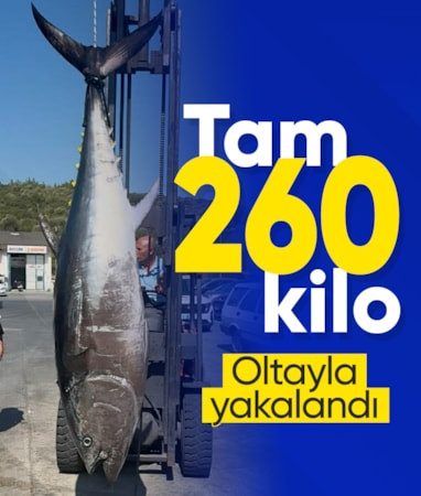İzmir'de oltayla 260 kilogram orkinos yakalandı