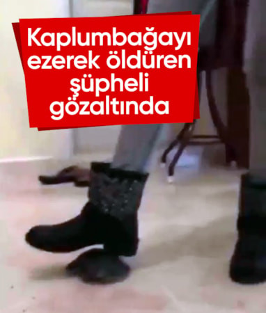 Zonguldak'ta kaplumbağayı öldüren şüpheli gözaltında