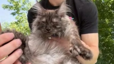 ABD'de 29 parmaklı kedi Guinness Dünya Rekorları’na girdi