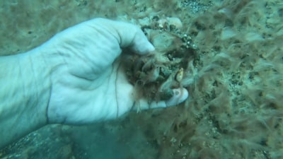 Antalya kıyılarında alarm veren görüntü: Deniz tabanı peltemsi tabakayla kaplandı