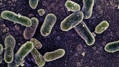 Belçika'da salmonella alarmı: En az 300 kişiye bulaştı