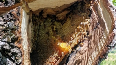 Elazığ’da yaşlı ağacın kovuğundan kilo kilo doğal bal çıktı
