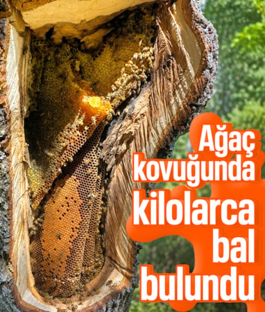 Elazığ’da yaşlı ağacın kovuğundan kilolarca doğal bal çıktı