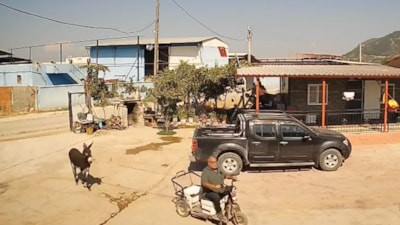 Manisa'da muhtar, üzüm sergilerine zarar verdiği için yakalamaya çalıştığı eşek tarafından ısırıldı