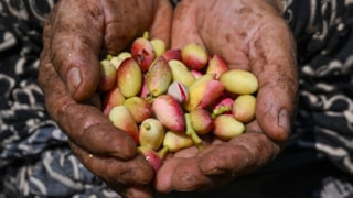 Boz Antep fıstığında hasat zamanı başladı! Üretici verimden umutlu