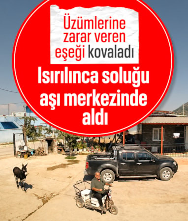 Manisa'da muhtar, üzüm sergilerine zarar verdiği için yakalamaya çalıştığı eşek tarafından ısırıldı