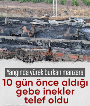 Elazığ'da ahır yangını: 10 gün önce aldıkları 3 inek telef oldu