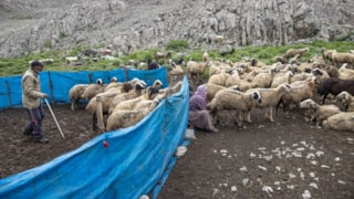 Tunceli'de 3 bin metrede zorlu peynir mesaisi