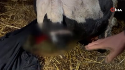 Sakarya'da bahçesine giren dananın kuyruğunu baltayla kesti