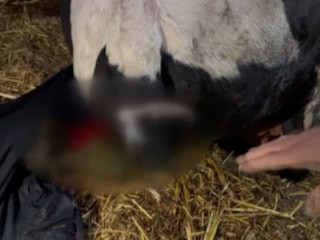 Sakarya'da bahçesine giren dananın kuyruğunu baltayla kesti