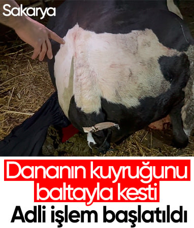 Sakarya'da bahçesine giren dananın kuyruğunu baltayla kesti