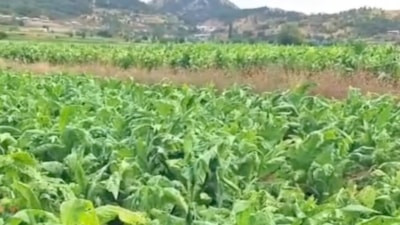 Adıyaman'da dolu yağışı: Ekili araziler zarar gördü