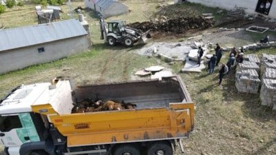 Erzincan'da ağıla giren ayı hayvanları telef etti