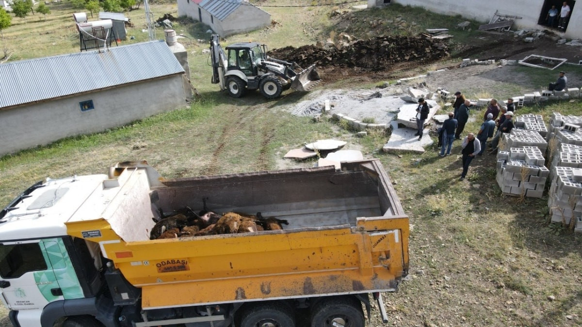 Erzincan'da ağıla giren ayı hayvanları telef etti