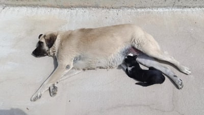 Amasya'da görenleri şaşırtan dostluk: Köpeği annesi sanan kedi