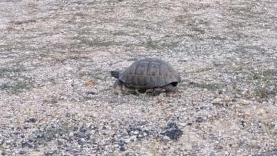 Malatya'da kaplumbağa için trafiği durdurdular