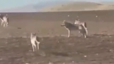 Sivas'ta kurt sürüsü tedirgin etti