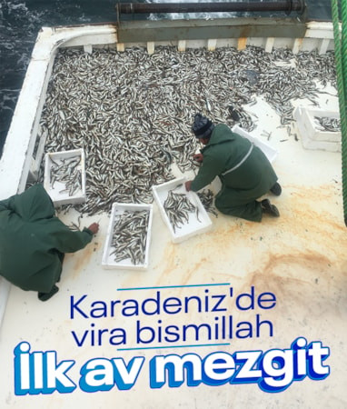 Karadeniz'de yeni av sezonunun ilk bereketi: Ağlara mezgit takıldı