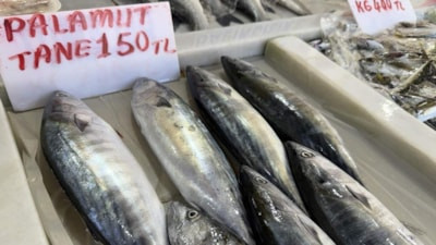 Tekirdağ'da palamut bereketi
