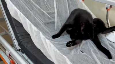 İstanbul’da hastane hijyeni tartışması: Acil servis sedyesinde kedi görüntülendi