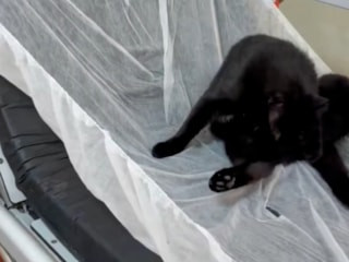 İstanbul’da hastane hijyeni tartışması: Acil servis sedyesinde kedi görüntülendi