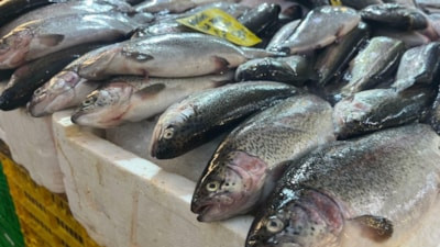 İzmir'de av sezonu başladı