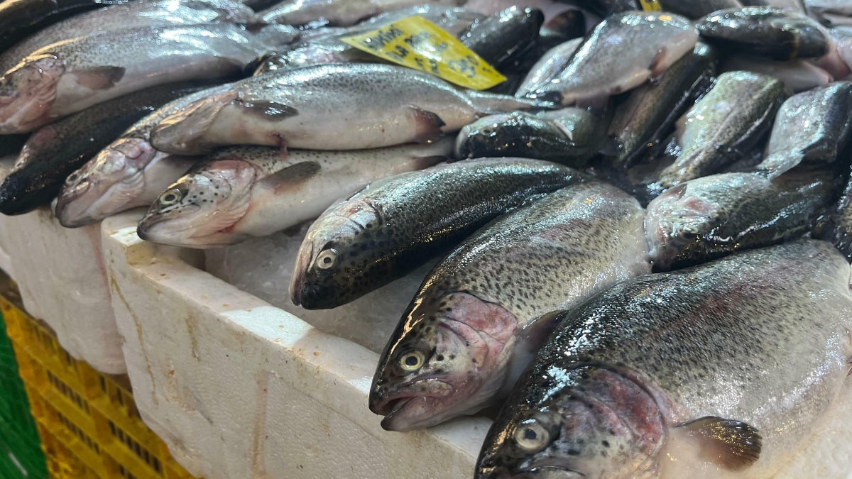 İzmir'de av sezonu başladı