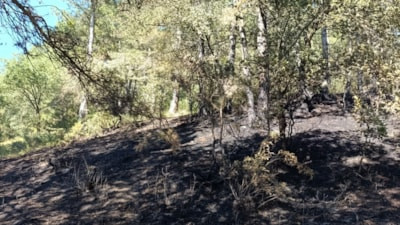 Bolu'da bahçede başlayıp ormana sıçrayan yangın söndürüldü