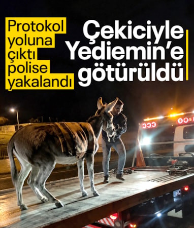 Ankara'da Protokol Yolu'na çıkan eşek Yediemin'e çekildi