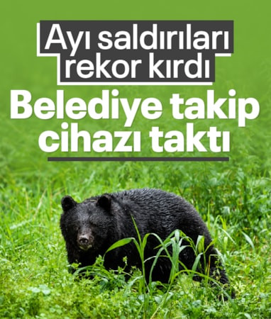 Japonya'da ayı saldırıları rekor kırdı: Belediye ilginç bir çözüm buldu