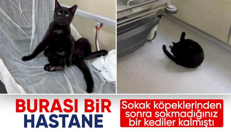 İstanbul’da hastane hijyeni tartışması: Acil servis sedyesinde kedi görüntülendi