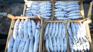 Akçakoca Limanı palamutla doldu: Balıkçılar ağları bereketle çekti