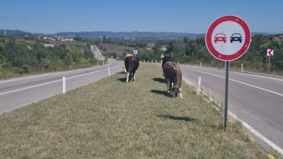 Zonguldak’ta başıboş hayvanlar kara yolunda tehlike oluşturuyor