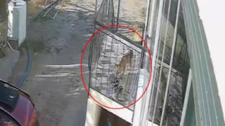 Konya'da terlik hırsızı tilki çıktı: Ayakkabıyı da alıp götürdü