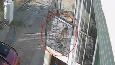 Konya'da terlik hırsızı tilki çıktı: Ayakkabıyı da alıp götürdü