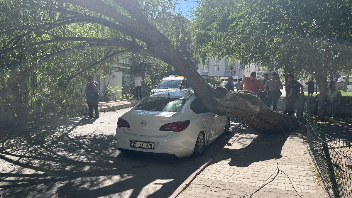 Niğde’de park halindeki otomobilin üzerine ağaç devrildi