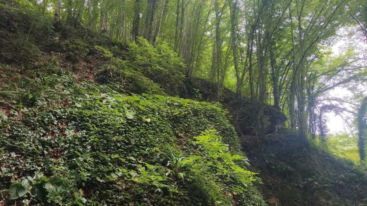 Ordu'da fındık toplarken uçurumdan düşüp can verdi