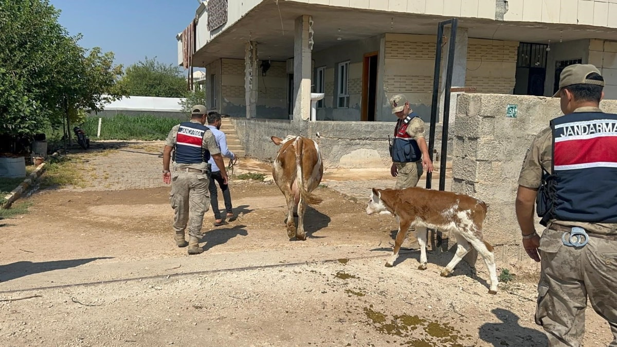 Şanlıurfa'da büyükbaş hayvan dolandırıcılığında 1 gözaltı