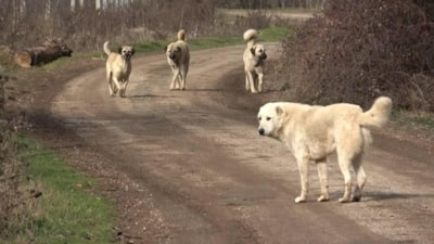 Başıboş köpeklere yönelik 81 ilde denetim yapılacak