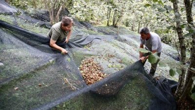 Giresun'da fındık hasadında file örtü dönemi: Maliyet ve zaman tasarrufu sağlıyor