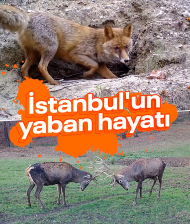 İstanbul'un görünmeyen yaban hayatı fotokapanlara yansıyor