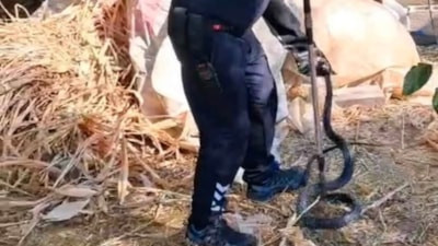 Hatay'da evin bahçesine giren 2 metrelik yılan korkuttu