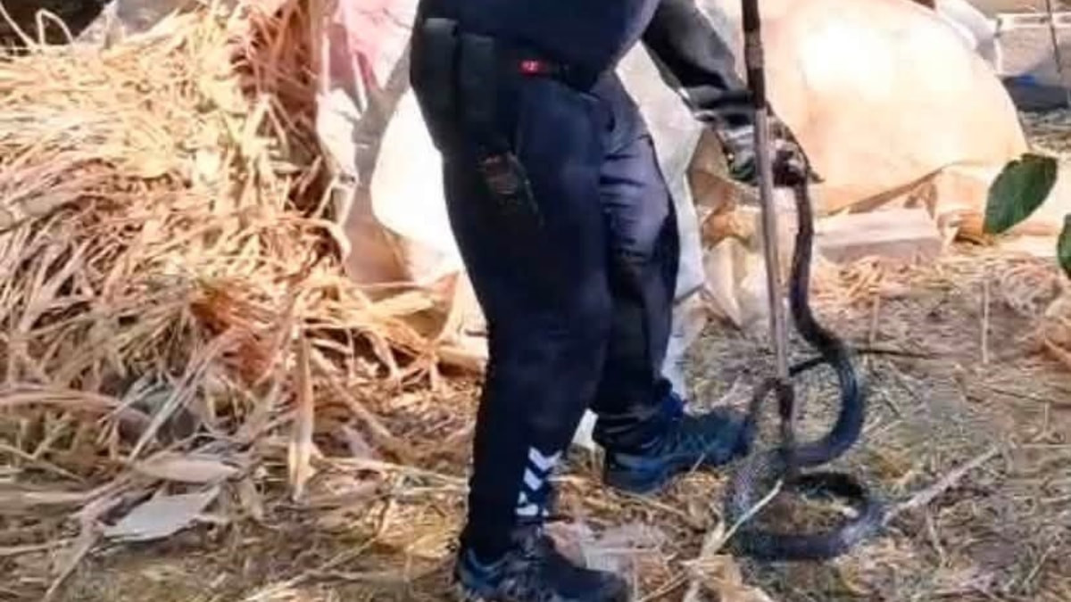 Hatay'da evin bahçesine giren 2 metrelik yılan korkuttu