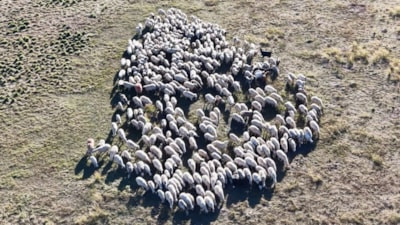 Tunceli'de 150 bin liraya çalışacak çoban bulunamıyor