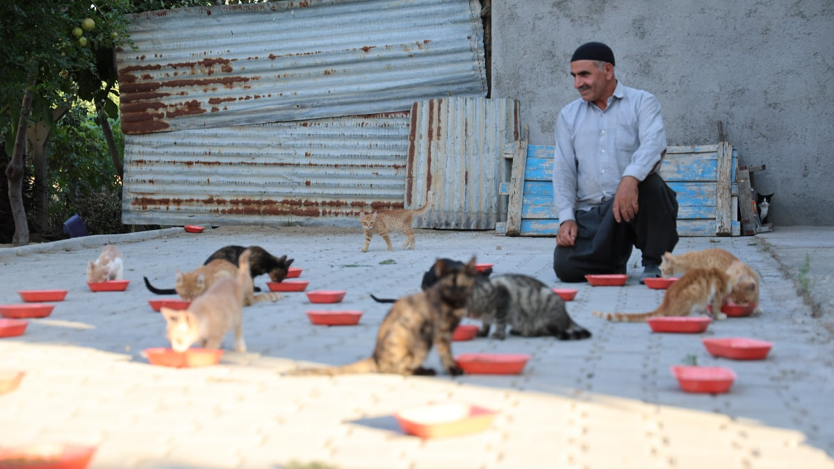 Elazığ'da İsmail amcanın bahçesi, 50 sokak kedisinin yuvası oldu