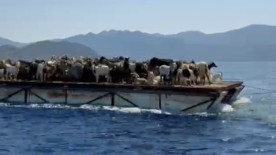 Muğla'da keçilerin asırlık 'mavi yolculuğu'