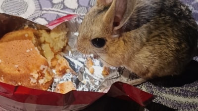 Diyarbakır'da yer sofrasında kek yiyen tavşan ilgi odağı oldu