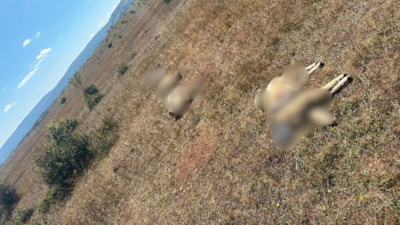 Ordu'da kurt saldırısı: 8 koyun öldü