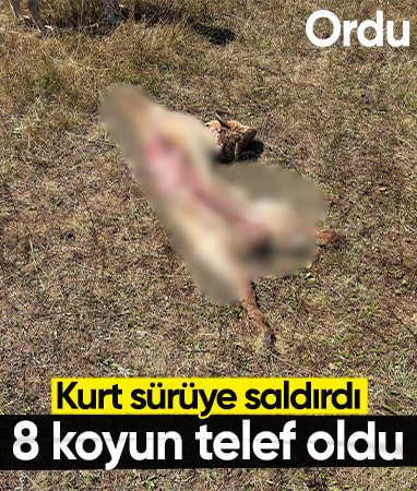 Ordu'da kurt saldırısı: 8 koyun öldü